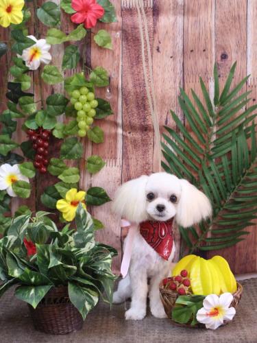 20230829ミコトちゃん